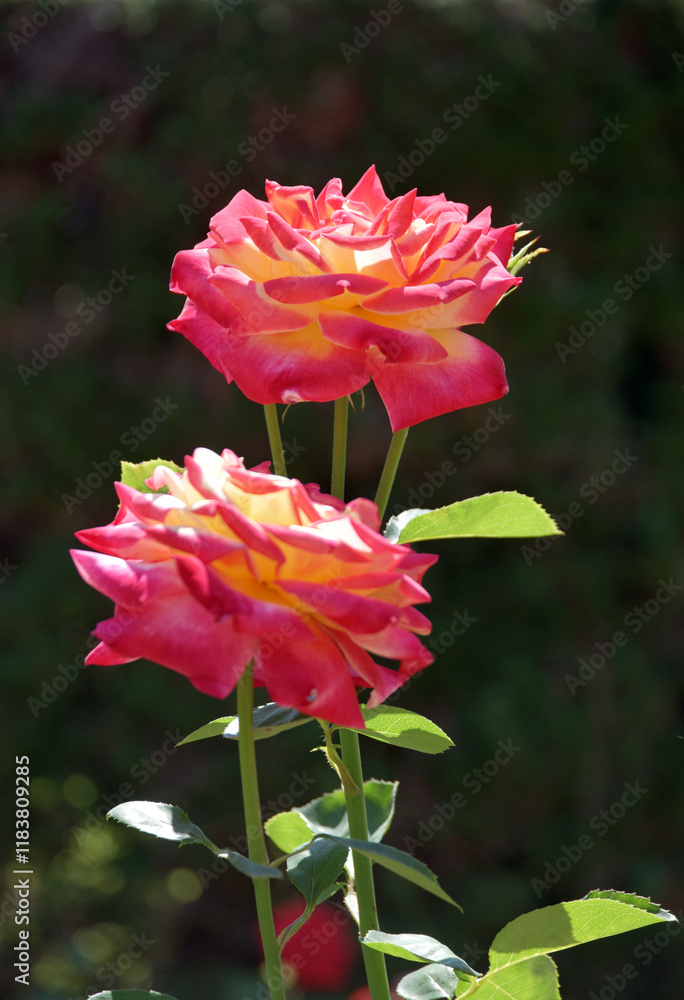 栄光 バラの花 栄光 バラの花
