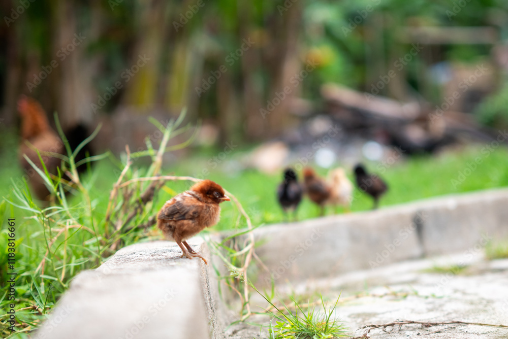 Fototapeta premium Chicks are playing in the yard