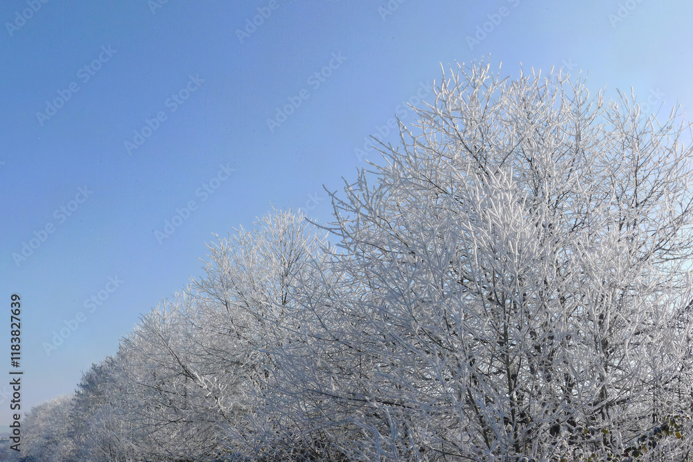 Crystalline silence blankets the forest, where frozen branches glisten with icy dew, transforming winter's landscape into a pristine white wonderland Crystalline silence blankets the forest, where frozen branches glisten with icy dew, transforming winter's landscape into a pristine white wonderland