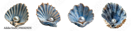 Four seashells, each holding a pearl, are arranged on a transparent background.