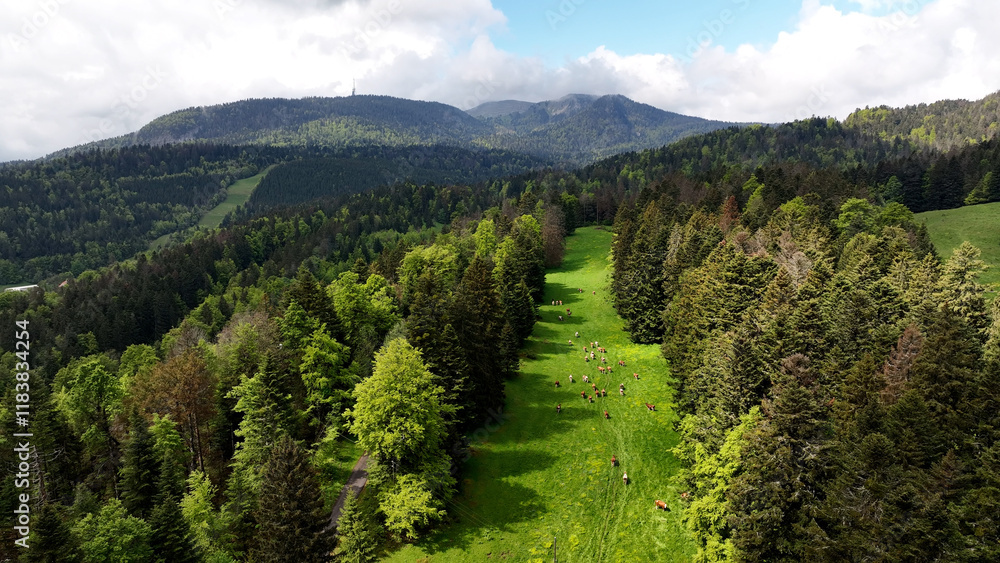 Fototapeta premium Path in a picturesque and beautiful field of Switzerland, Aerial view with cows pasturing through forest, Peaceful Landscape nature friendly