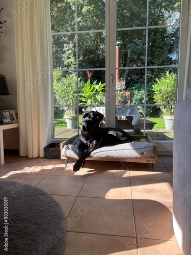 Photography Dog