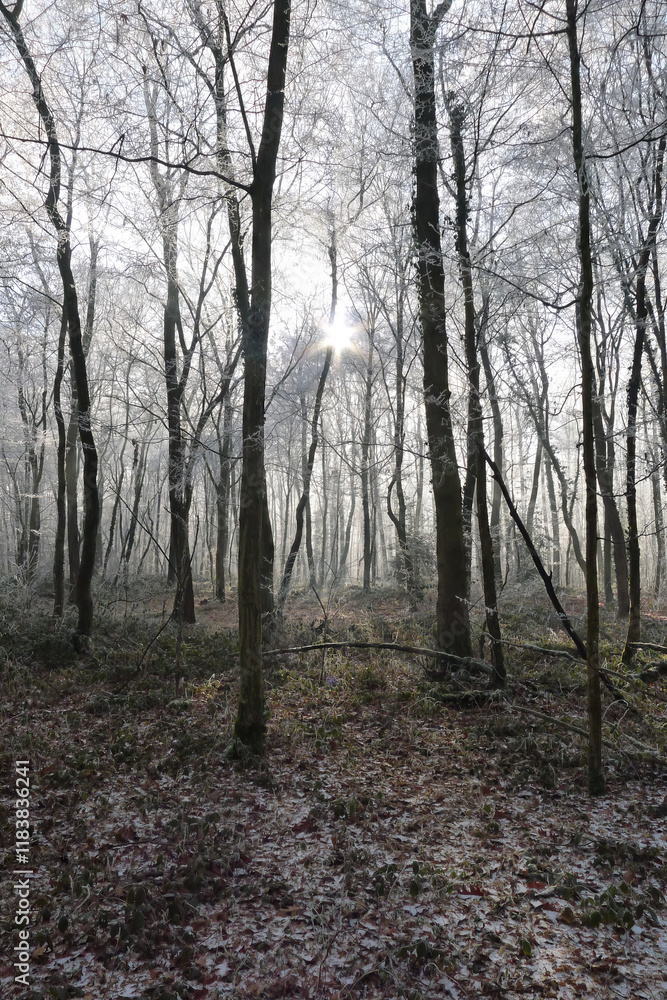 Crystalline silence blankets the forest, where frozen branches glisten with icy dew, transforming winter's landscape into a pristine white wonderland Crystalline silence blankets the forest, where frozen branches glisten with icy dew, transforming winter's landscape into a pristine white wonderland