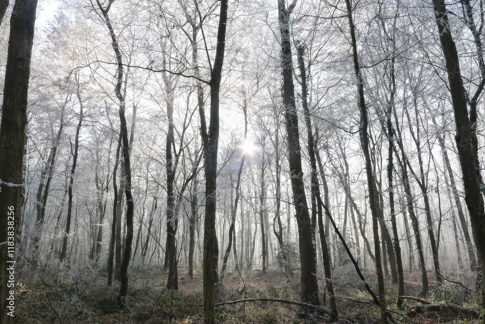 Crystalline silence blankets the forest, where frozen branches glisten with icy dew, transforming winter's landscape into a pristine white wonderland Crystalline silence blankets the forest, where frozen branches glisten with icy dew, transforming winter's landscape into a pristine white wonderland