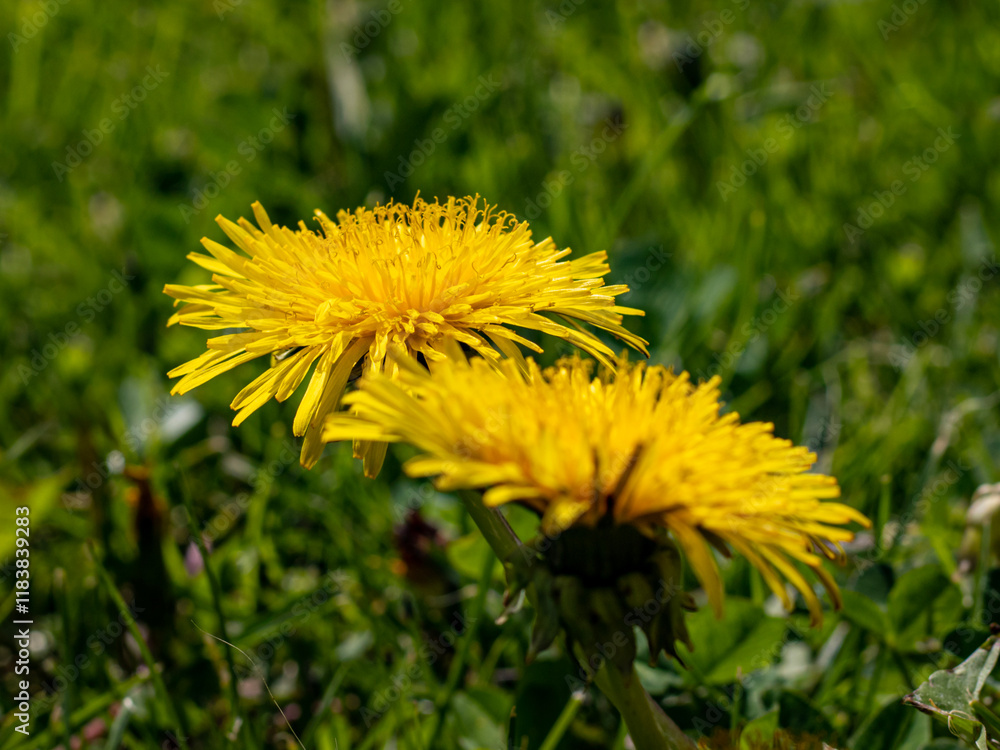 Golden Dandelion in Bloom – A close-up of a vibrant yellow dandelion in full bloom, capturing the essence of spring and nature's beauty. Perfect for nature, wellness, and inspirational themes. Golden Dandelion in Bloom – A close-up of a vibrant yellow dandelion in full bloom, capturing the essence of spring and nature's beauty. Perfect for nature, wellness, and inspirational themes.