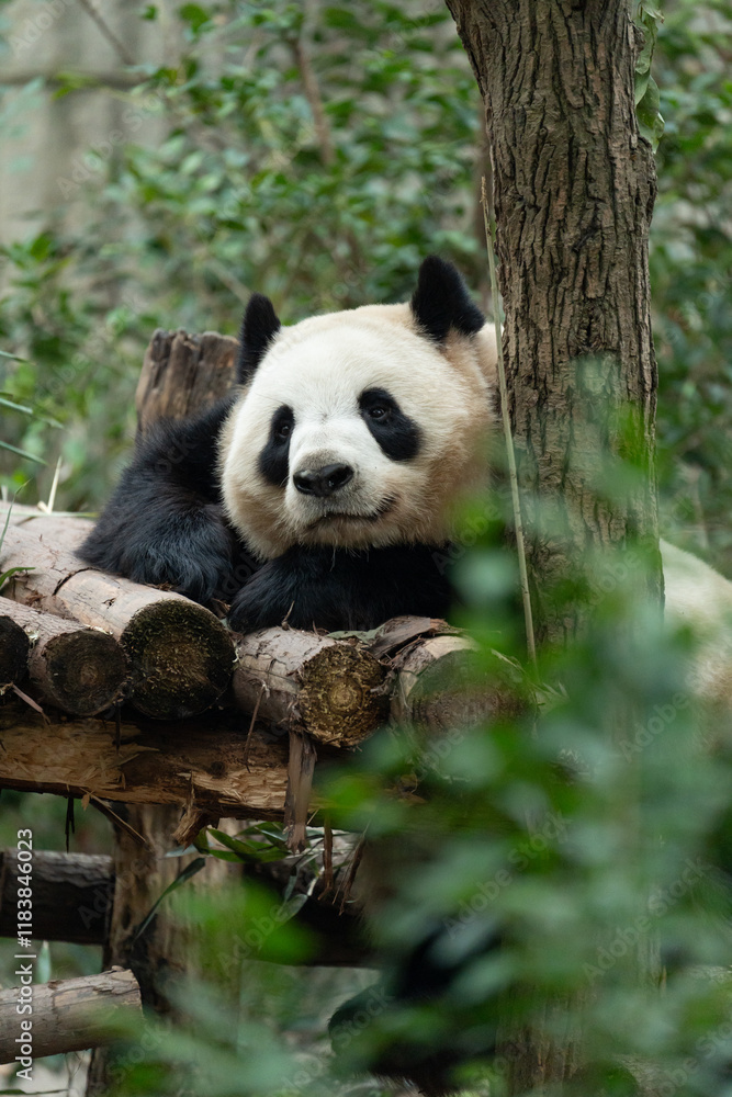 Naklejka premium Pandas at Chengdu Panda Base in Sichuan province