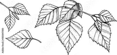 Birch tree leaves sketch ink graphic illustration, draft silhouette drawing, black on white line art. Botanical vintage etching design.
