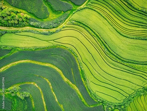 Aerial view of terraced rice fields, lush green landscape, rural farming.