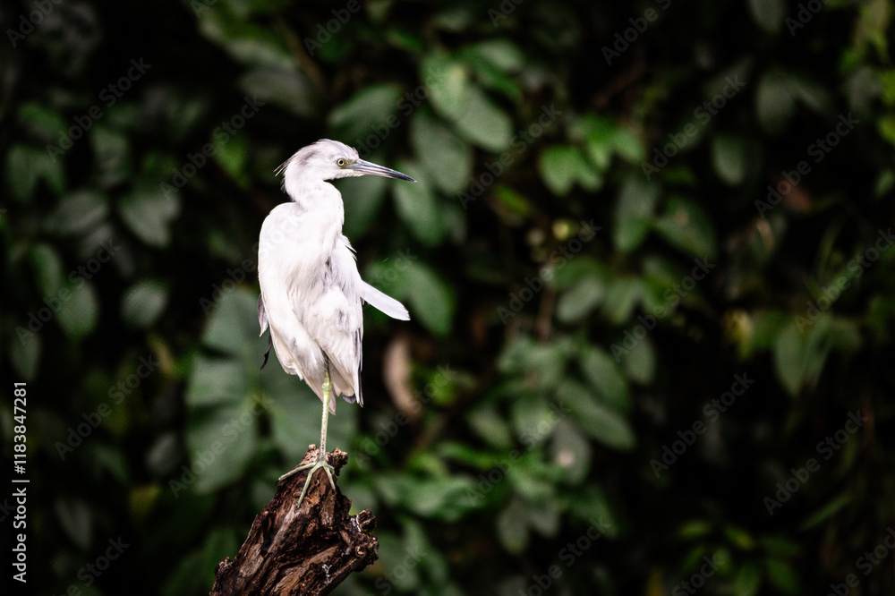 A blue-gray heron (Egretta caerulea) sitting on an old branch in Tortuguero National Park, Limon, Costa Rica A blue-gray heron (Egretta caerulea) sitting on an old branch in Tortuguero National Park, Limon, Costa Rica