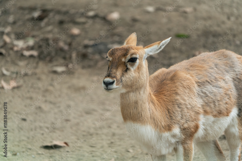 Fototapeta premium An antelope cub at the Chengdu Zoo