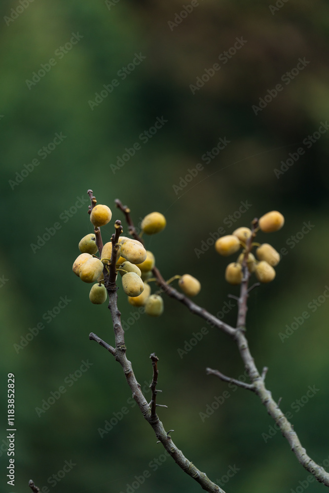 The wild fruit of Jujube on the branch The wild fruit of Jujube on the branch