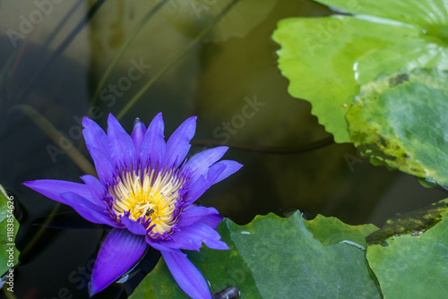purple water lilly