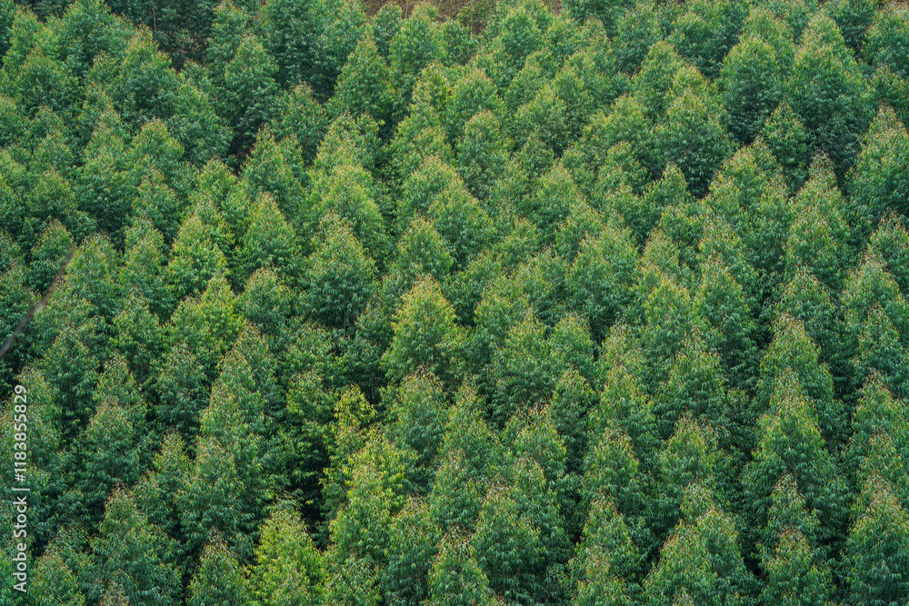 Fototapeta premium Lush green eucalyptus forest landscape