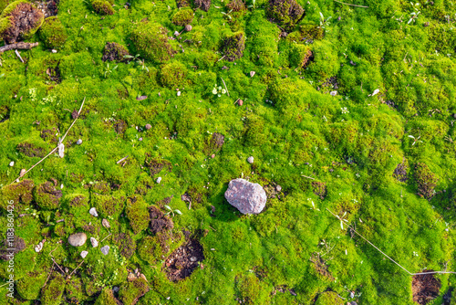 Obraz na płótnie Close-up of a small stone on an excessively mossy soil. The photo was taken from above on a sunny autumn day on an abandoned factory site with remains of rubble on the ground. w salonie