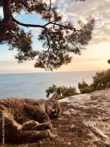 Wallpaper Mural cat on the island its sleeping Torontodigital.ca