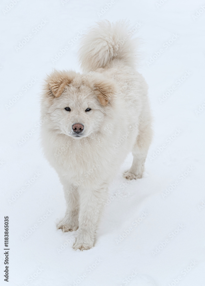 Young Samoyed puppy of biscuit color standing on snow. Features beige ears and a brown nose. Young Samoyed puppy of biscuit color standing on snow. Features beige ears and a brown nose.