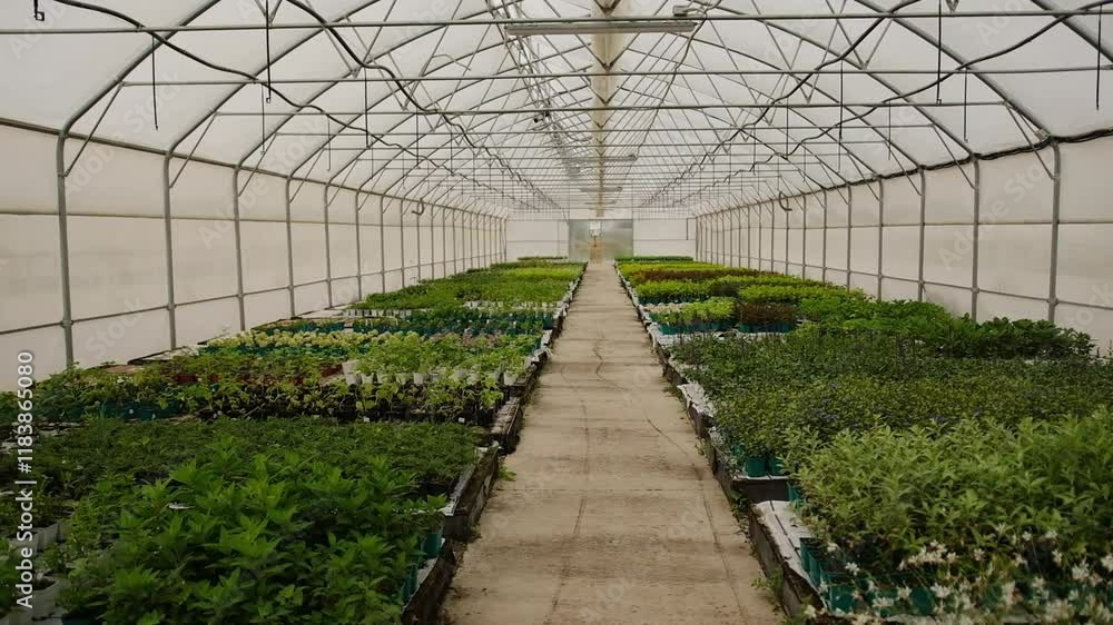 Interior of greenhouse with plants and flowers Interior of greenhouse with plants and flowers