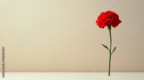 Single red carnation standing tall on a simple surface against a plain background in soft lighting