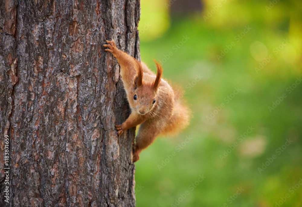 Playful Red Squirrel Playful Red Squirrel
