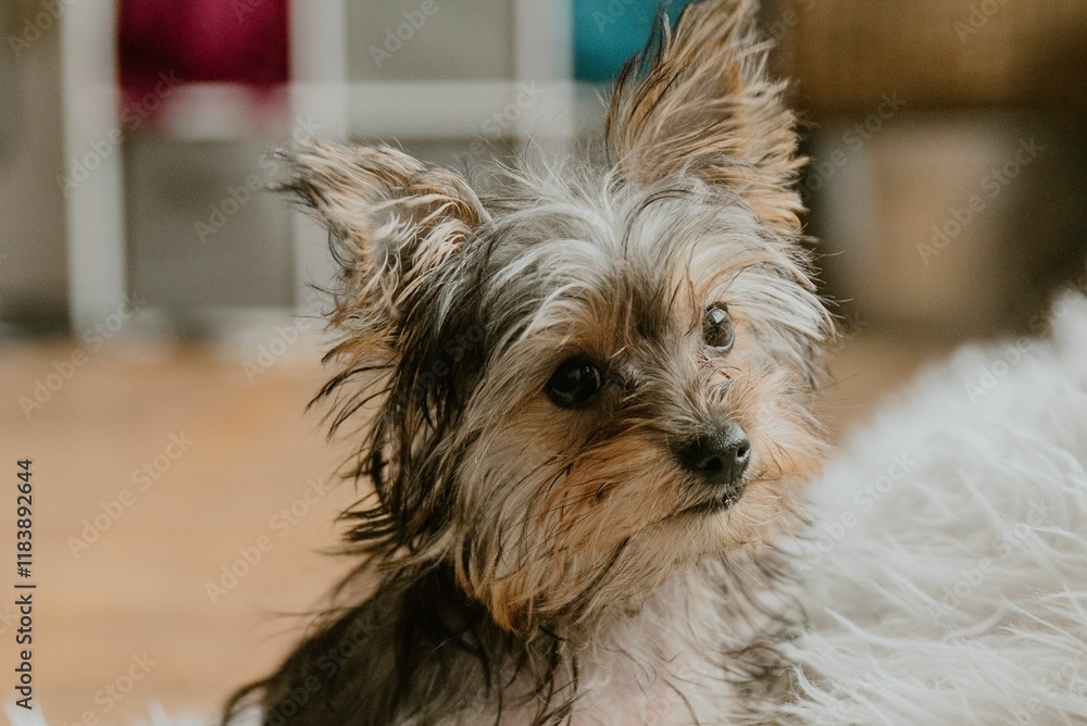 Yorkshire Terrier dog sitting on a fluffy blanket in Pennsylvania Yorkshire Terrier dog sitting on a fluffy blanket in Pennsylvania