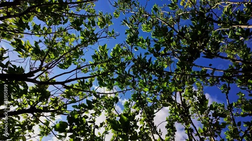 Green leaves and branches under bright blue sky in Attica Zoological Park, Greece photo