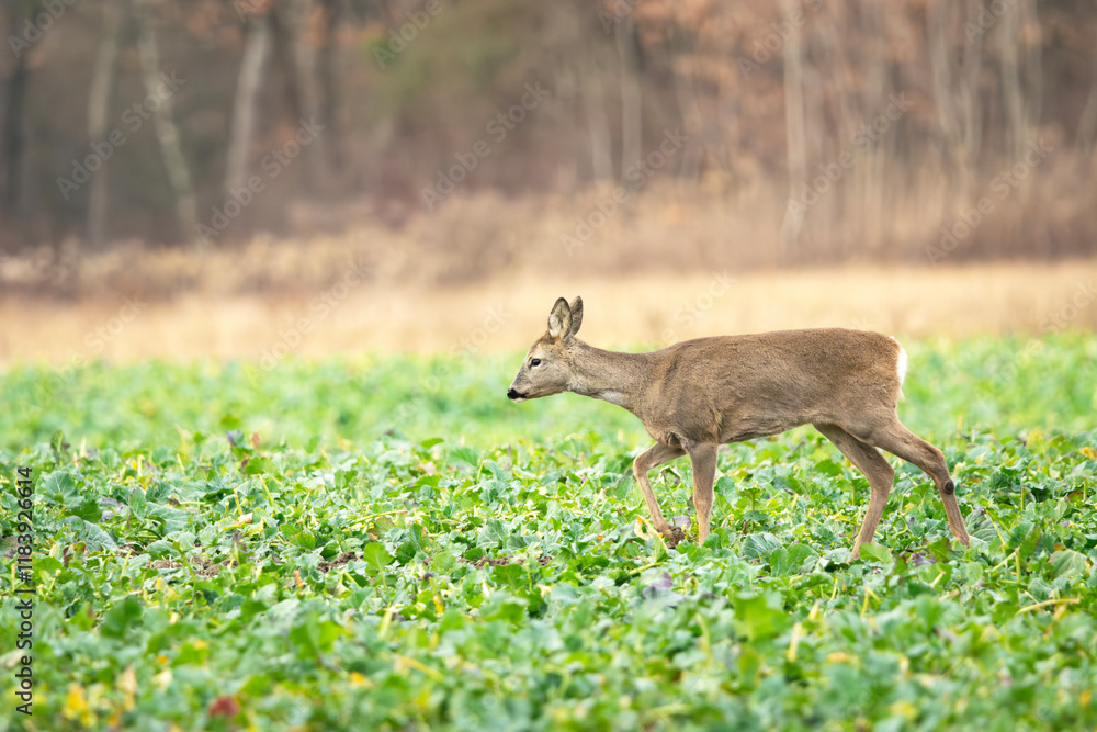 Roe deer walking through rural field Roe deer walking through rural field