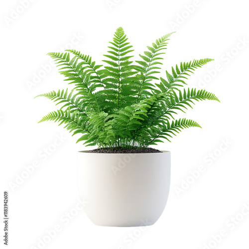 Delicate Green Fern in Pot, small potted plant with intricate leaves, set against a clean white backdrop, ideal for digital use