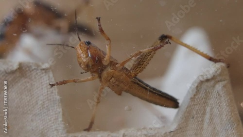 brown locust feeder grasshopper in feeder boz photo