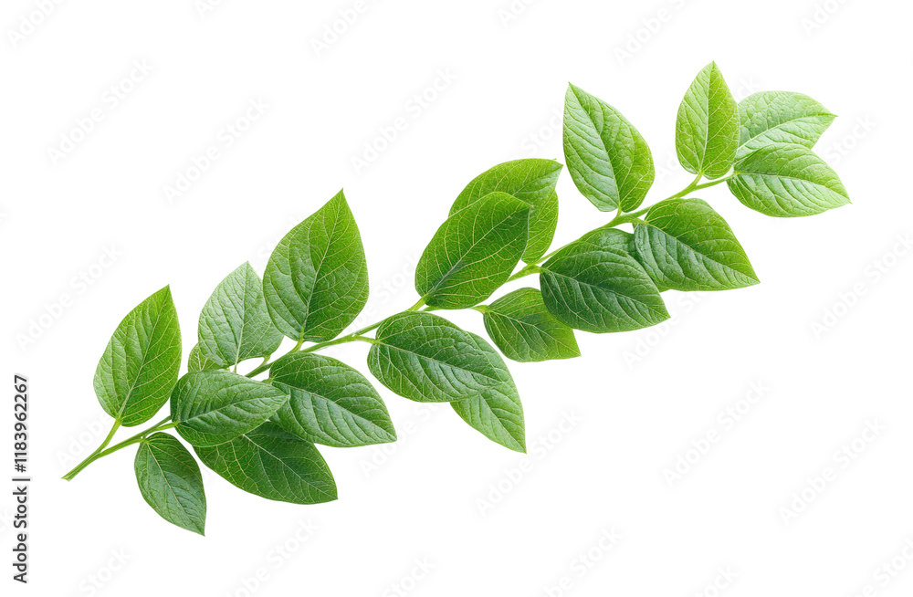 Flying soybeans in mid-air high fidelity nature scene close-up view organic concept isolated on transparent background png Flying soybeans in mid-air high fidelity nature scene close-up view organic concept isolated on transparent background png