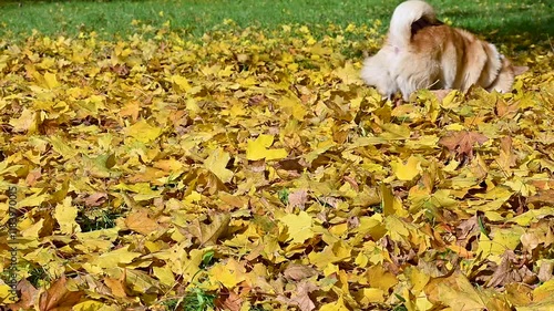 Wallpaper Mural corgi on a walk in an autumn park Torontodigital.ca