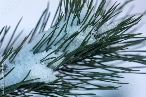 pine branch with needles under snow