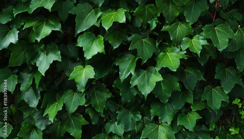 Ivy Leaves in the Dark Ivy Leaves in the Dark