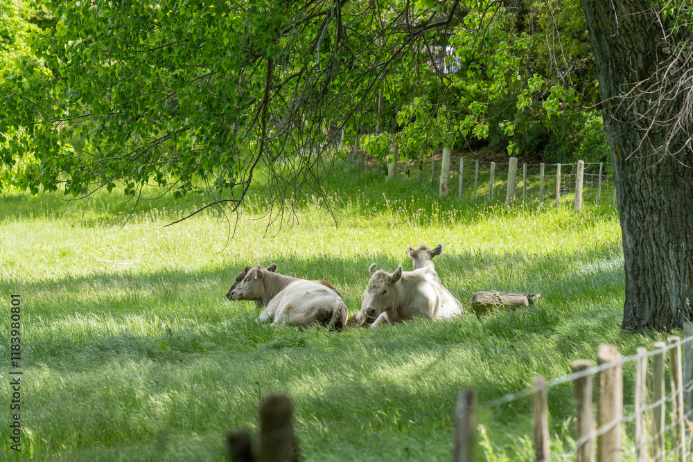 Fototapeta premium murray grey cow laying down in a field in australia