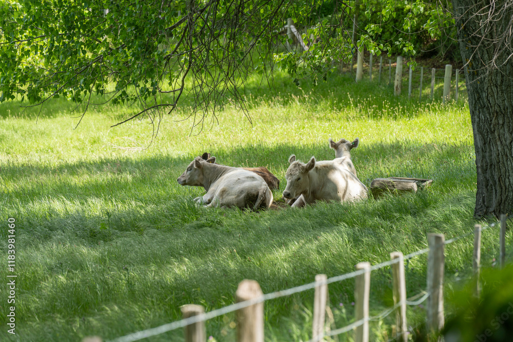 Obraz premium murray grey cow laying down in a field in australia