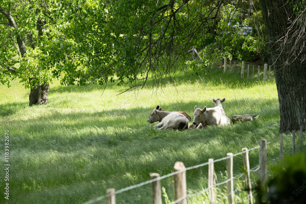 Obraz premium murray grey cow laying down in a field in australia