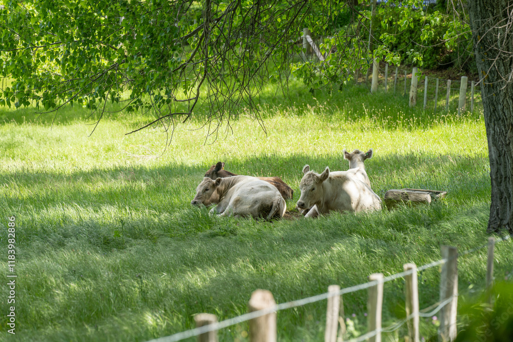Obraz premium murray grey cow laying down in a field in australia