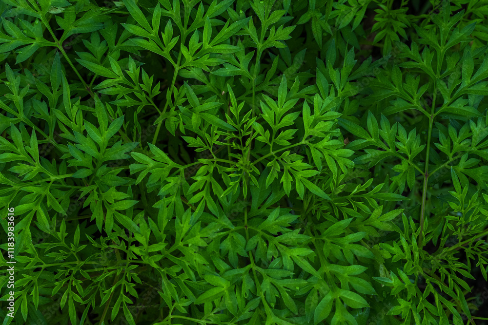 Kenikir leaves (cosmos caudatus) planted in the field