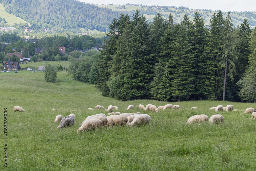 Obraz premium A flock of sheep feeding in a green meadow in a mountainous area with forest and houses in the background.