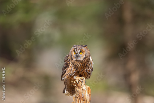 Long-eared owl standing on tree with blured forest in the background. Asio otus photo