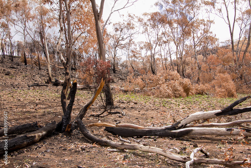 Burnt charred tree trunks and bushland after the bushfire