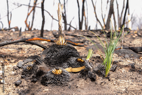 New growth after the bushfire photo