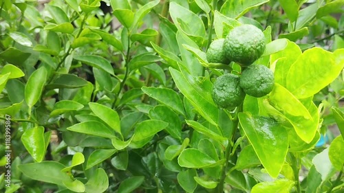 Kaffir lime or makrut or bergamot fruit on tree (Citrus hystrix) in outdoor garden, economy plants harvesting production for essential oil and ingredients local food cooking photo