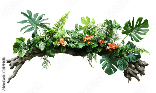 Tropical ivy plant bush floral arrangement with rainforest leaves Monstera and fern on a transparent background