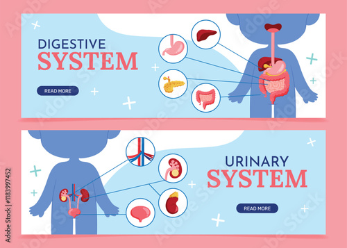 Human Digestive and Urinary Systems Illustration