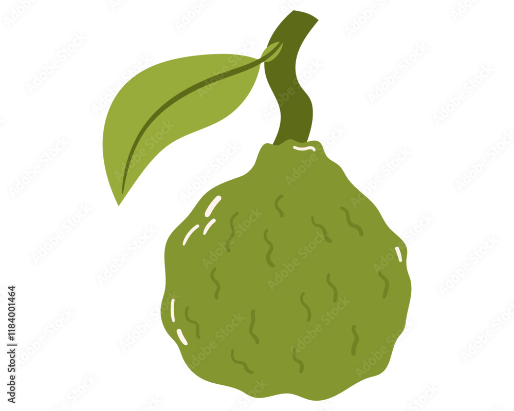 Naklejka premium Fruit Bergamot orange in cartoon hand drawn simple style. Editable variable color