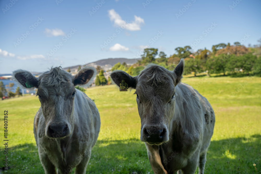 murray grey cow beautiful cattle in Australia  eating grass, grazing on pasture. Herd of cows free range beef being regenerative raised on an agricultural farm. Sustainable farming