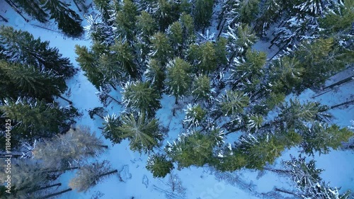 Aerial view of evergreen forest covered in snow during winter, tranquil natural landscape with tall trees and frosted ground