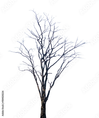 silhouette of a dead tree isolated on white