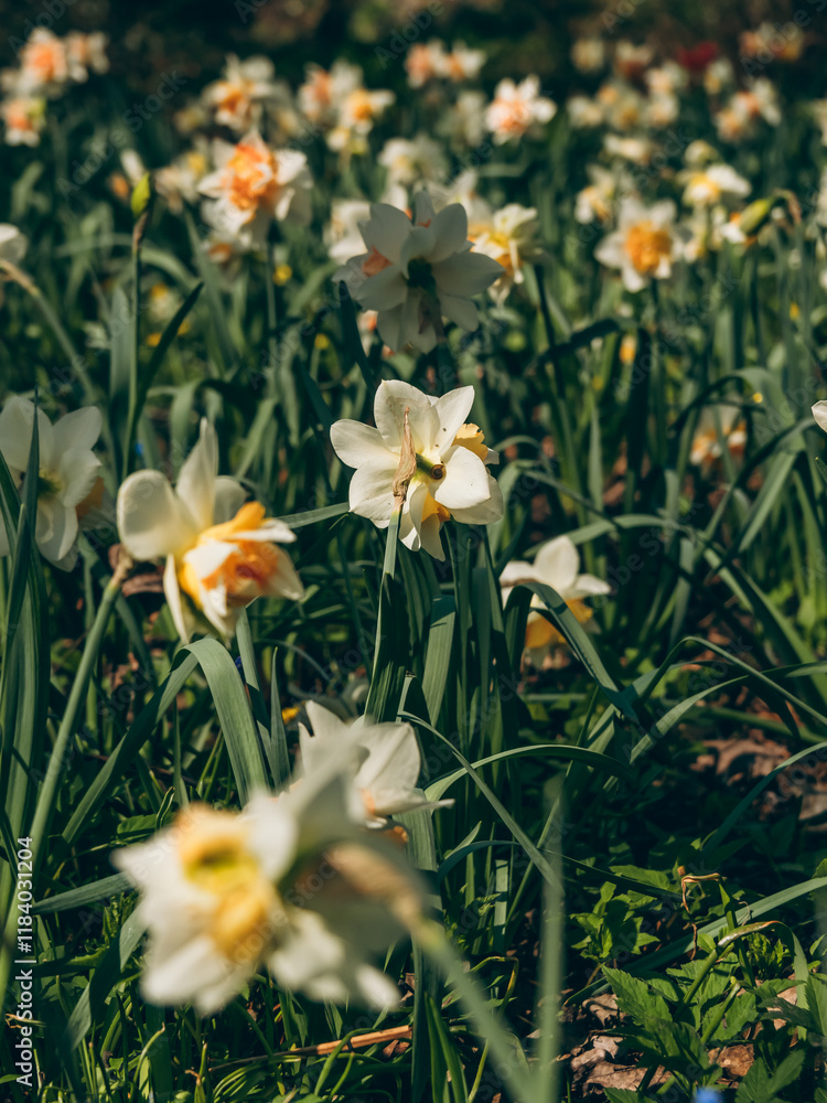 Blooming daffodils in the city park Blooming daffodils in the city park