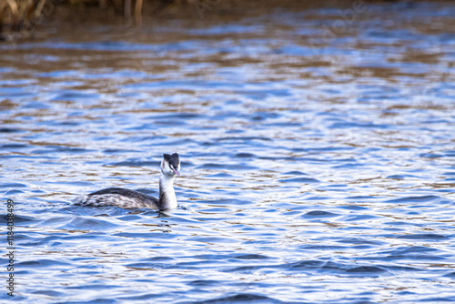 Haubentaucher (Podiceps cristatus) im Schlichtkleid auf dem Federsee photo